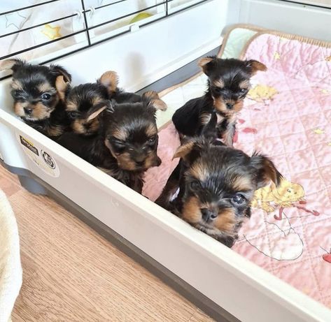 #yorkiesofinstagram #yorkie #yorkiepuppy yorkie puppies for sale yorkie puppies for sale in usa yorkie puppies for sale near me Yorkie Puppy Care, Yorkie Poo Puppies, Mini Puppies, Puppy Room, Cute Small Dogs, Teacup Yorkie Puppy, Very Cute Puppies, Yorkie Terrier, Super Cute Puppies