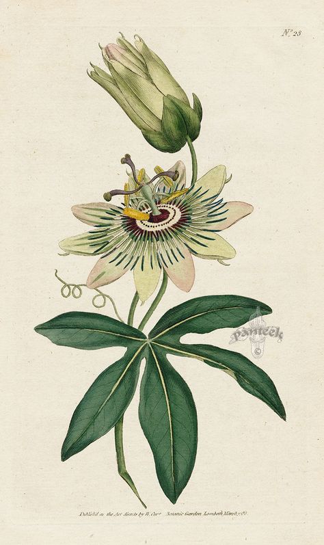 Passiflora coerulea. Common Passion-Flower. from William Curtis Botanical Magazine 1st Edition Prints Vol 1-6 1787 Illustration Botanique Vintage, Botanical Illustration Vintage, Illustration Botanique, Vintage Botanical Prints, Scientific Illustration, Passion Flower, Botanical Drawings, Botanical Flowers, Vintage Botanical