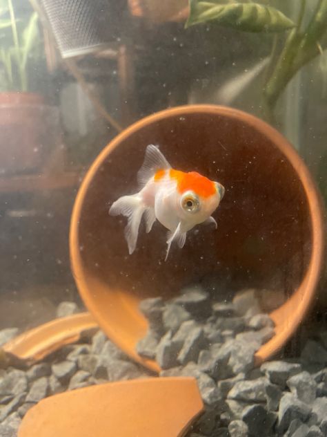 Telescope Fish, Telescope Goldfish, Fancy Goldfish Tank, Pet Goldfish, Sea Life Animals, Goldfish Tank, Fish Face, Golden Fish, Deep Sea Creatures