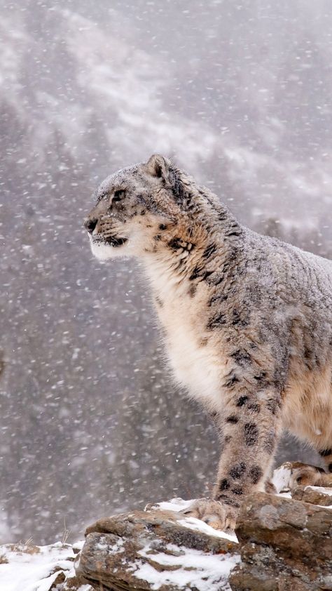 Snow Leopard Wallpaper, Leopard Print Wallpaper, Wallpaper Animals, Snow Animals, Wild Animals Pictures, Leopard Cat, Wild Creatures, Majestic Animals, Wallpaper Cave