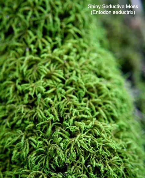 Shiny Seductive Moss (Entodon seductrix) Moss Carpet, Moss Lawn, Affordable Carpet, Types Of Moss, Growing Moss, Carpet Cover, Moss Garden, Ground Cover Plants, Peat Moss