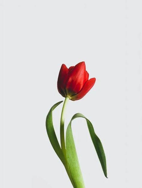 Free stock photo from Kulbir · Pexels Tulips Reference, Red Tulips Photography, Tulip Drawing, Bloom Blossom, Close Up Photography, Botanical Watercolor, Red Tulips, Small Pictures, Birthday Printables