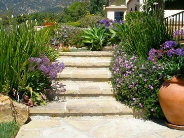 Vista Linda Lane, Montecito - mediterranean - Landscape - Santa Barbara - The Aldrich Company - Landscape Design Mexican Sage Landscape, Santa Barbara Landscape Design, Mexican Bush Sage Landscaping, Texas Mediterranean Landscape, Flagstone Steps, Flowers Feed, Spanish Courtyard, Mediterranean Landscape, Santa Barbara Style