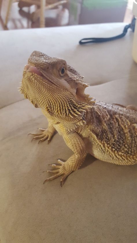 Sassy dragon making faces at me. Yellow Bearded Dragon, Top Hat Drawing, Breaded Dragon, Funny Lizards, Bearded Dragon Funny, Baby Bearded Dragon, Bearded Dragon Cute, Blue Tongue Skink, Bearded Dragon Care