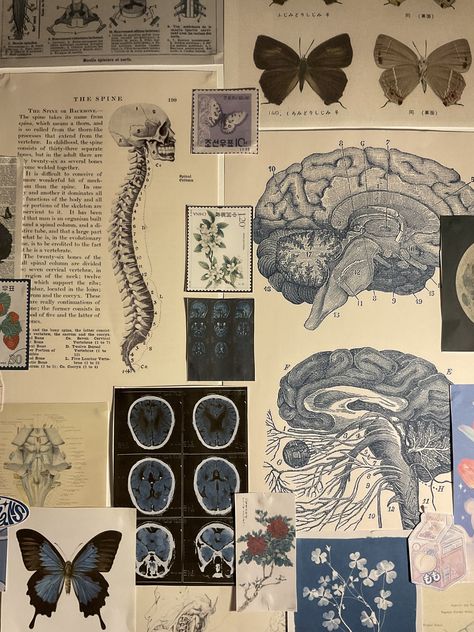 Neurosurgery Aesthetic Wallpaper, Brain Scan Neuroscience, Computational Neuroscience Aesthetic, Neuro Science Aesthetic, Biological Anthropology Aesthetic, Female Neurosurgeon Aesthetic, Neuroscience Wallpaper Desktop, Cognitive Neuroscience Aesthetic, Neuroscience Major Aesthetic