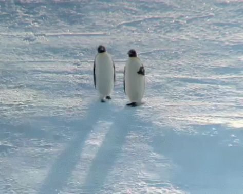 Penguin Walk GIF - Penguin Walk Walking - Discover & Share GIFs Penguin Gif, Penguin Walk, Walking Gif, Penguin Craft, Penguins Funny, Baby Penguins, Outdoor Quotes, Animal Species, Cute Penguins