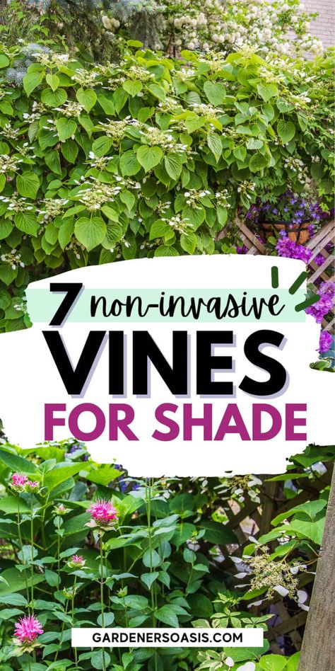 GREAT list of perennial flowering vines that thrive in the shade. When I needed to hide my neighbor's shed from view in my shady backyard garden landscaping, I had a tough time finding vines that were non-invasive and looked good. This list of perennial shade vines has some really pretty plants that won't take over your yard. Climbing Shade Plants, Shade Vines, Vines For Shade, Shade Trellis, Climbing Flowering Vines, Shady Backyard, Perennial Flowering Vines, Plants That Love Shade, Climbing Plants Trellis