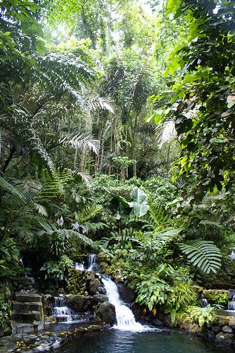 Hidden Valley, Filipinas Filipino Landscape, Landscape Philippines Garden, Philippines Landscape Photography, Forest In The Philippines, Daranak Falls Philippines, Landscape Accessories, Bali Garden, Fern Forest, Jungle Gardens