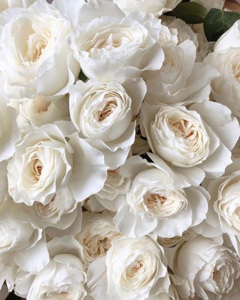 White Cloud Rose Bouquet, White Cloud Rose, White Drift Roses, White Iceberg Roses, White Rose Garden Aesthetic, White Rose Varieties, Austin White, White Cloud, Rose Arrangements