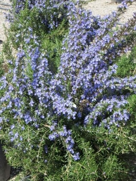 Tuscan Blue Rosemary, Scleranthus Biflorus, Terrace Plants, Centranthus Ruber Albus, Rosemary Officinalis, Rosemary Flower, Low Water Landscaping, Tuscan Garden, Rosmarinus Officinalis