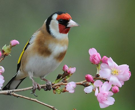 Uk Birds, British Birds, British Wildlife, Kinds Of Birds, Rare Animals, Goldfinch, Exotic Birds, Arte Animal, Wildlife Animals