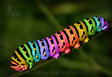 Rainbow Caterpillar Rainbow Caterpillar, Imaginative Writing, Rainbow Animals, Happy Pics, Rainbow Stuff, Shingle Colors, Colorful Things, Cool Bugs, Rainbow Bright