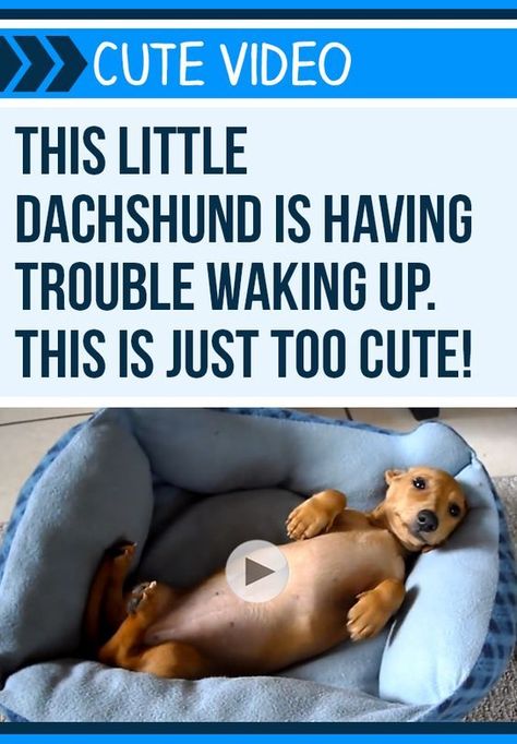 Awww Good morning sweet sleepy Peanut. This adorable #Dachshund has a #caseoftheMondays! #dogs #pets #puppies #puppylove Arte Dachshund, Sausage Dogs, Dapple Dachshund, Puppy Stuff, Funny Dachshund, Weenie Dogs, Mini Dachshund, Dachshund Puppies, Dachshund Lovers