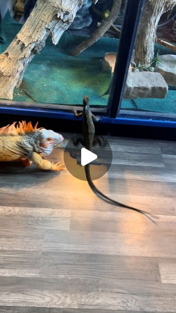 RocketTheIggy on Instagram: "Astro treat Rocket like a sneaky link outside of his enclosure 🤣 #lizard #exoticpets #reptile #iguana #pet #reptiles #pets #animals #petlovers #explorepage #petstagram #petsofinstagram #RocketTheIguana #funny" Diy Iguana Enclosure, Iguana Enclosure, Baby Iguana, Iguana Pet, Tegu Lizard, Pet Reptiles, Funny Lizards, Reptile Zoo, Sneaky Link