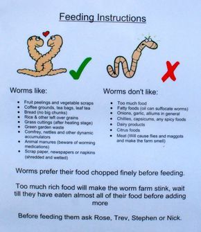 Mini Beasts, Worm Bin, Vegetable Scraps, Worm Composting, Worm Farm, Garden Compost, Have Inspiration, School Garden, Earthworms