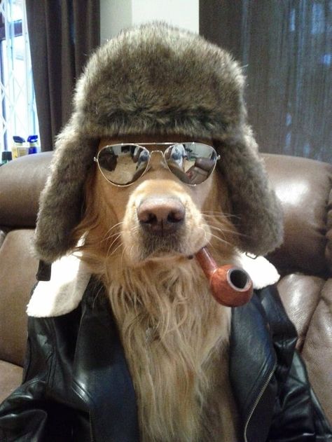 15 Bits Of Fashion Advice From Dogs Who Are More Stylish Than Human Beings Funny Golden Retriever Pictures, Golden Retriever Funny, Funny Dog Memes, Best Friends Funny, Animal Hats, Golden Retrievers, Dog Memes, Friends Funny, Mans Best Friend