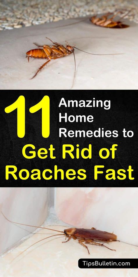 Learn the best home remedies to get rid of roaches fast with essential oils and vinegar in your apartment or in the house. Discover 11 DIY home remedies for killing roaches and insects naturally with borax. #killroaches #diy #roachtraps #cockroach Get Rid Of Roaches Fast, Home Remedies For Roaches, Roach Infestation, Kill Roaches, Diy Pest Control, Household Pests, Diy Remedies, Diatomaceous Earth, Amazing Home