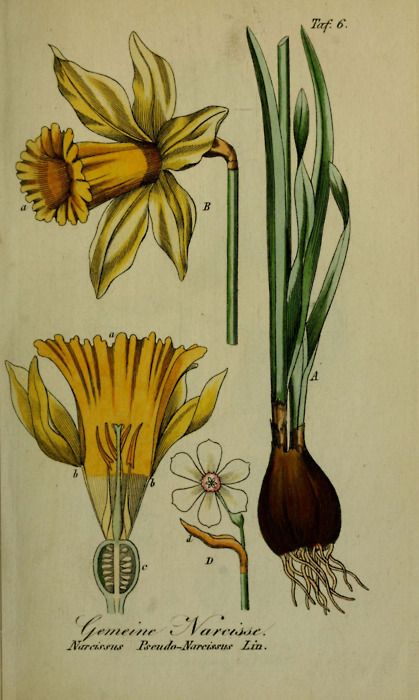 Narcissus Botanical Interests, Scientific Drawing, Botanical Drawing, Vintage Botanical Prints, Scientific Illustration, Botanical Illustrations, Botanical Drawings, Fruit Art, Nature Illustration