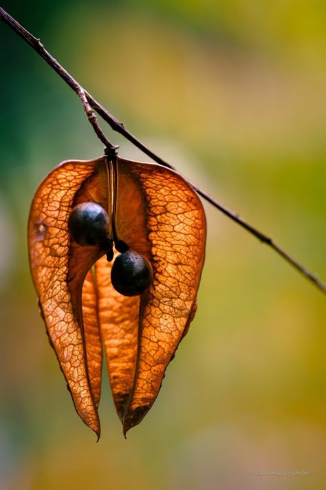 Rain Tree, Trendy Plants, Seed Heads, Seed Pod, Plant Photography, Airbrush Art, Flower Photography, Seed Pods, Garden Flower