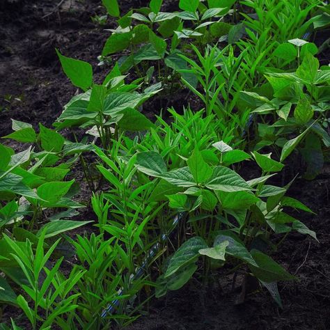 Johnny Appleseed Organic™️ on Instagram: “This Sunn hemp and bush bean co-planting fix nitrogen into our soil while crowding out weeds. Sunn hemp is also helpful for erosion control…” Johnny Appleseed, Bush Beans, Erosion Control, Apple Seeds, Planting, Soil, Herbs, Instagram Posts, Plants