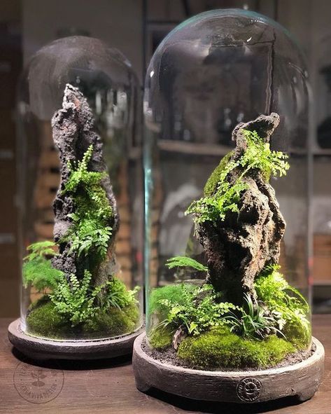 Wood And Glass Terrarium, Cloche Terrarium, Bottle Terrarium, Beautiful Terrariums, Mini Terrarium, Moss Terrarium, Bottle Garden, Moss Garden, Terrarium Decor