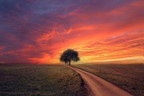 Landscape, Sunset, Sky, Clouds, Nature, Scenic, Field Landscape Sunset, Art Basics, On The Road Again, Sunset Sky, Sky And Clouds, Public Domain Images, Landscape Wall Art, Family Activities, Free Pictures