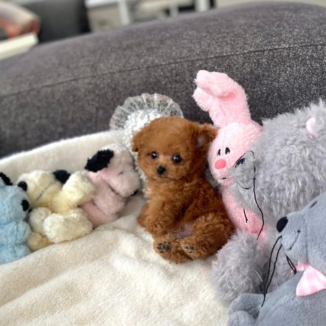 Teacup Poodle Full Grown, Teddy Bear Poodle, Teacup Poodle Puppies, Toy Poodle Puppy, Teacup Poodle, Teddy Bear Puppies, Cute Fluffy Dogs, Poodle Puppies For Sale, Cute Small Dogs