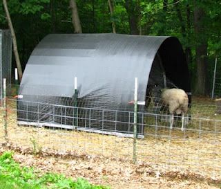 River Oaks Farm & Studio: Cattle Panel & T-Post Sheep Shelters Hog Shelter, Goat Houses, Goat Shelters, Fiber Farm, Sheep Shed, Sheep Shelter, Katahdin Sheep, Raising Sheep, Sheep House