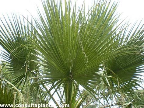 Ruffled Fan Palm, California Fan Palm, Traveler's Palm, Washingtonia Palm, Mexican Fan Palm Tree, Caryota Palm, Palm Tree Care, Fan Palm, Coastal Gardens