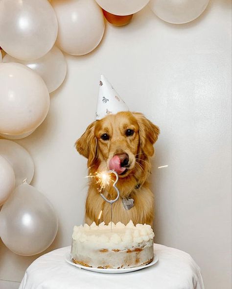 Meaty Bubbles Dog Bday Photoshoot, Dog Birthday Shoot, Muffin Birthday, Doggie Birthday Party, Dog Birthday Photoshoot, Puppy Photoshoot, Pet Treats Recipes, Happy Birthday Dog, Black And White Dog