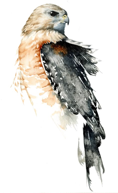 Abstract Watercolor Animals, Watercolor Wildlife Paintings, Watercolor Wildlife, Wildlife Watercolor, Hawk Art, Hawk Bird Drawing, Cooper Hawk, Watercolor Eagle, Hawk Painting