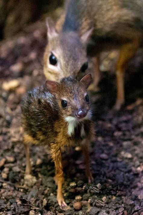 Antylopa mysia. Zooborns mouse deer Mouse Deer, Animals Pictures, Mule Deer, Unusual Animals, Manx, Like Animals, Cute Creatures, Animals Of The World, Sweet Animals