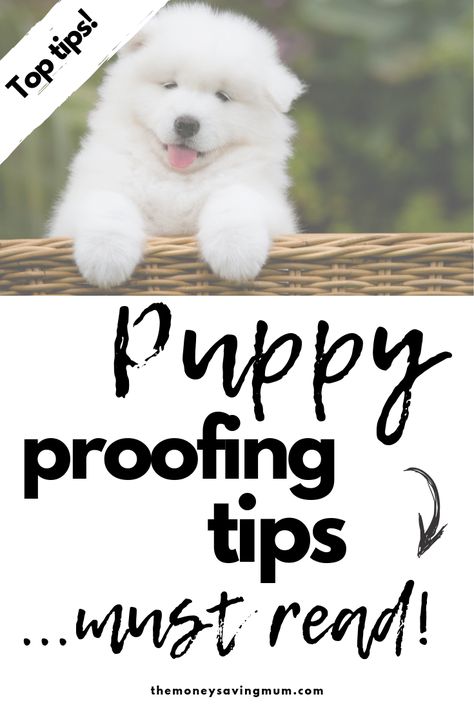 How to keep a tidy and clean house when you have a dog. Cleaning tips, tricks and ideas for pet owners trying to dog proof and puppy proofing a home.  Things you need to know before you bring home a new puppy! Puppy Proofing House Ideas, Puppy Proofing House, Cleaning Tips Tricks, Dog 101, Puppy List, Puppy Tips, Puppy Ideas, Home Things, Apartment Dogs