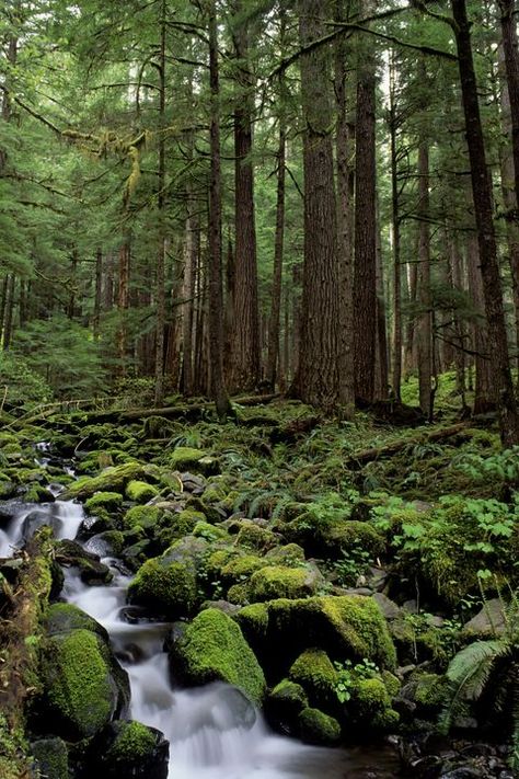 Unknown Creatures, Mossy Rocks, World Most Beautiful Place, Travel Humor, Places In The World, Amazon Rainforest, Walk In The Woods, Wild Nature, Green Nature