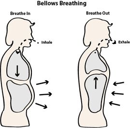 Prayanama Breathing, Abdominal Breathing, Yoga Life Quotes, Bhastrika Pranayama, Yoga Breathing Techniques, Pranayama Breathing, Pranayama Yoga, Feeling Sluggish, Strengthen Immune System