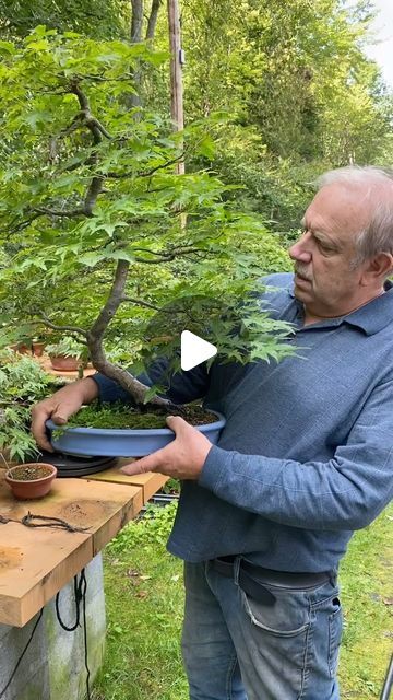 Bonsai Mentor on Instagram: "Elegant Japanese maple  Follow @davideasterbrookbonsai to see more of his bonsai collection  #JapaneseMaple #Bonsai #MapleBonsai #BonsaiPot #BonsaiMaster #BonsaiTree #BonsaiCollection" Bonsai Maple Tree, Bonsai Collection, Japanese Maple Bonsai, Japanese Bonsai Tree, Maple Bonsai, Bonsai Care, Mame Bonsai, Japanese Bonsai, Japanese Maple Tree