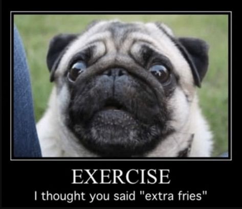 43 Funny Pug Jokes for All Dog Lovers (THE BEST PUG PUNS) Pug Quotes, Funny Bunny, Funny Dog Memes, A Pug, Pug Puppies, Pugs Funny, Cute Pugs, Memes Humor, Pug Love