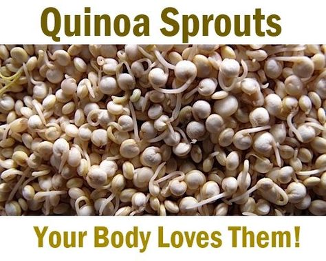 Quinoa Sprouts, Growing Quinoa, Microgreens Recipe, Sprouting Quinoa, Growing Sprouts, Vegetarian Quinoa, Sprouted Grains, Growing Microgreens, Sprouting Seeds