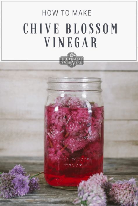 Chive Blossom Vinegar Recipe • The Prairie Homestead The Prairie Homestead, Spring Harvest, Flavored Vinegars, Chive Blossom, Types Of Vinegar, Prairie Homestead, Homemade French Fries, Harvest Basket, Garden Recipes