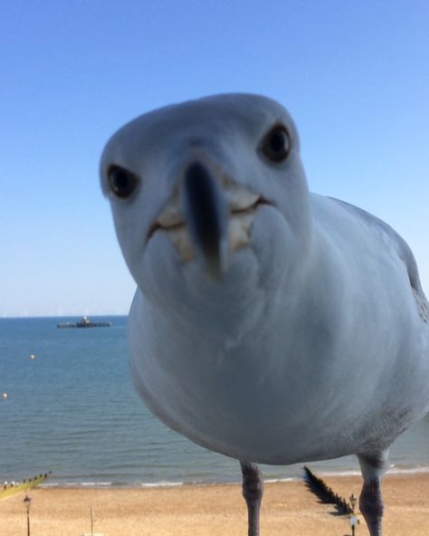 ulian working on his self-control...he listened! #seagull #seagulls #gull #birb #bird #birds #bird_extreme #birder #bird_watchers_daily White Bellied Sea Eagle, Seagulls Funny, Seagulls Aesthetic, Seagull Aesthetic, By The Sea Aesthetic, Bird Pfp, Seagull Funny, Funny Seagull, Silly Birds