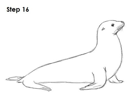 Seal Drawing 16 Sealions Drawing, Seal Drawing, American Flag Drawing, Alpaca Drawing, Seal Tattoo, Lion Sketch, Lion Drawing, Animal Templates, Pencil Sketch Drawing