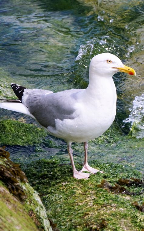 Seagull Reference, Alterhuman Identities, Sea Pics, Uk Map, Bird Water, Coastal Birds, Visual System, Water Animals, Australian Birds