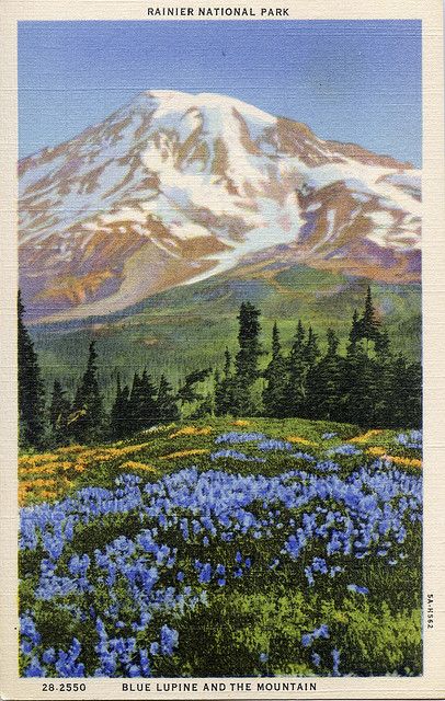 Mt Rainier postcard Blue Lupine, Posters Dorm, Vintage Postcards Travel, Mount Rainier National Park, Travel Postcard, Mt Rainier, Rainier National Park, Nature Posters, Images Vintage