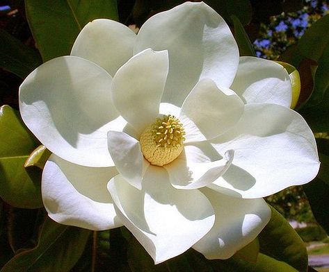 Magnolia Tree Tattoo, Southern Magnolia Tree, Magnolia Grandiflora, Southern Magnolia, Magnolia Tree, Magnolia Blossom, Longwood Gardens, White Magnolia, Magnolia Trees