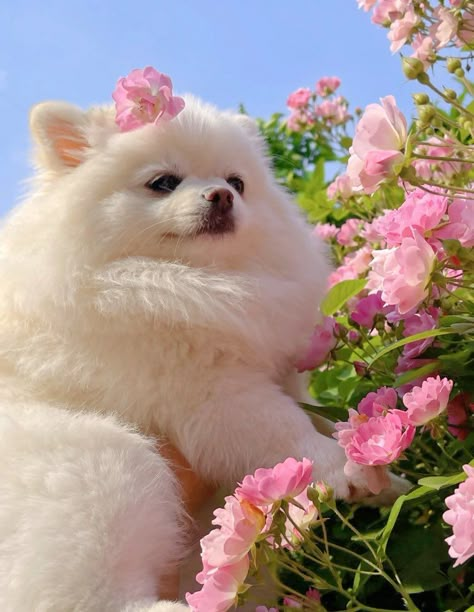 Cute Dogs Pomeranian, Korean Pomeranian, White Pomeranian Aesthetic, Pomeranian Puppy Aesthetic, Pomeranian Aesthetic, Korean Dogs, Puppies Aesthetic, Pomeranian Boo, Baby Pomeranian