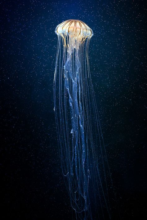 By Archangel8514 This jelly fish reminds me of the galaxy paintings I so often like to do. Maybe try to shift of a deep sea theme and possibly morph the galaxy with the sea. Such as having a galaxy setting but with a big blue whale. Luminescent Jellyfish, Diy Jellyfish, Jellyfish Photography, Jellyfish Drawing, Regnul Animal, Cnidaria, Futurisme Retro, Pretty Fish, Jellyfish Tattoo