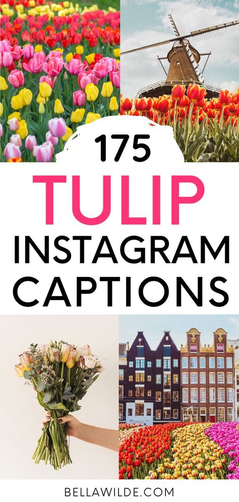 Read this post for the best tulip captions for Instagram! --- flower instagram captions | white tulips | pink tulips | purple tulips | red tulips | yellow tulips | texas tulips Tulip Captions, Flower Instagram Captions, Tulips Quotes, Captions For Instagram Funny, Flower Captions, Flower Captions For Instagram, Puns Quotes, Instagram Post Captions, Summer Captions