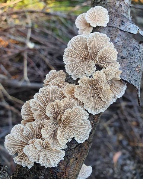 Schizophyllum Commune, Driving Me Crazy, Unusual Pictures, A Level Art Sketchbook, Mushroom Fungi, Celestial Art, Dry Leaf, Mushroom Art, Hanging Garden