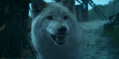 Game Of Thrones Wolves, Angry Wolf, Werewolf Aesthetic, Wolf Hybrid, Dire Wolf, Beautiful Wolves, Remus Lupin, White Wolf, Black Wolf