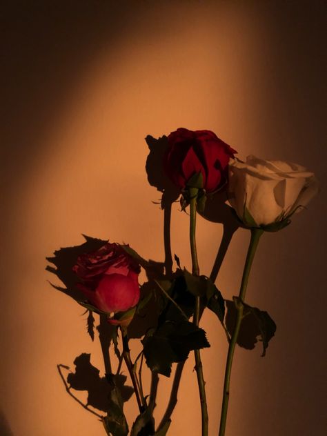 Two red roses and one white rose Red And White Roses, White Roses, Red And White, Roses, Wall, Red, White